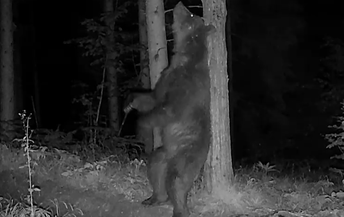 medved, gozd, Kočevsko | Medvedi se radi drgnejo ob drevo, a ne le zato, ker bi jih nekaj srbelo. | Foto Kočevsko