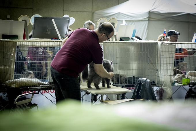 mačka razstava Gospodarsko razstavišče | Foto: Ana Kovač