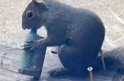 Veverice množično vejpajo odvržene elektronske cigarete. Sadno aromo zamenjale za hrano.