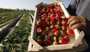 Velika Britanija bo morda potrebovala ukrajinske kmete