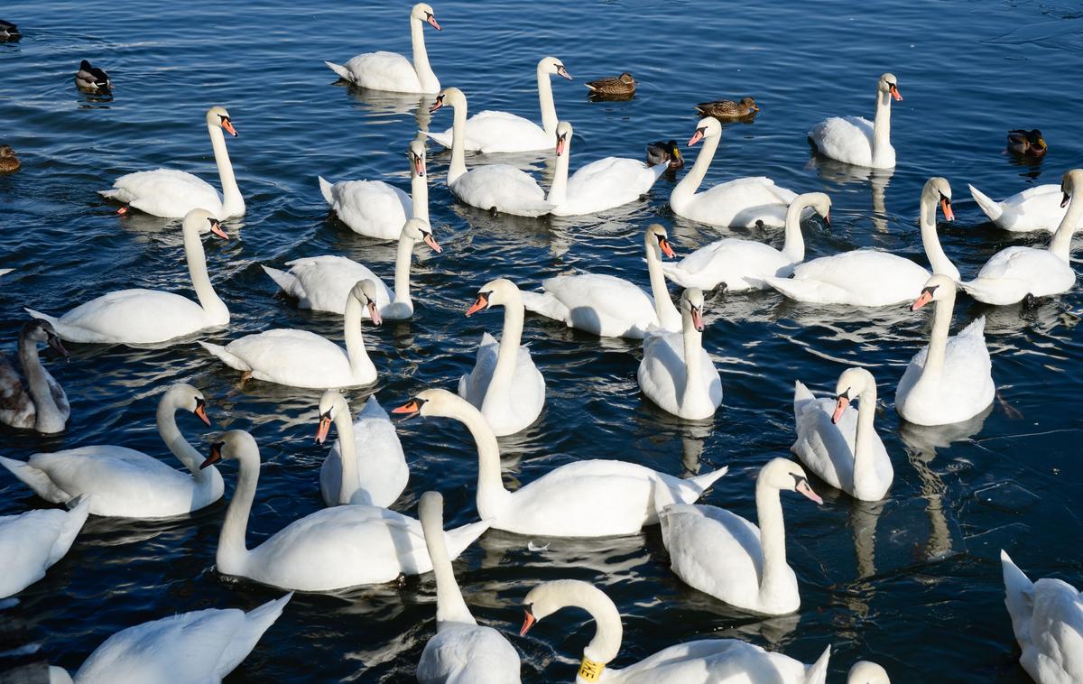 Šmartinsko jezero | Foto STA