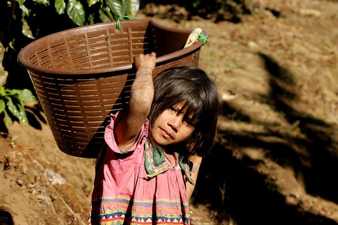 kavna plantaža, otroci | Po podatkih ILO je po vsem svetu prizadetih 160 milijonov otrok, od tega jih polovica dela v nevarnih in izkoriščevalskih razmerah. | Foto Reuters