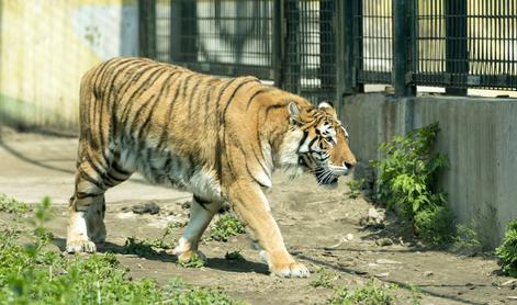 Tiger je podivjal - in storil to