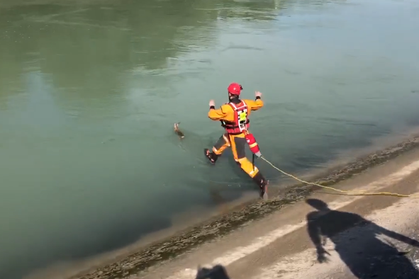 Kako so gasilci iz Drave rešili mesec dni staro srnico #video