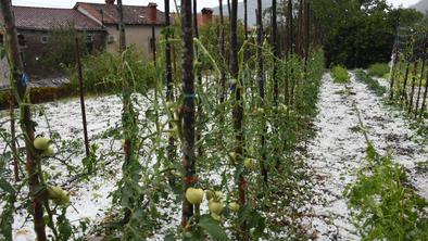 Toča na Krasu uničila vinograde in vrtove #foto #video