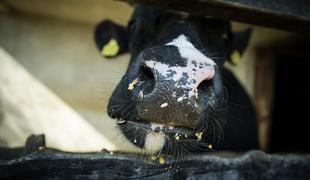 Kamnik: pobegla krava povzročila pravi kaos
