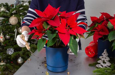 Kako božično zvezdo ohraniti lepo in zdravo?