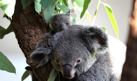 Avstralija koale razglasila za ogroženo vrsto #video