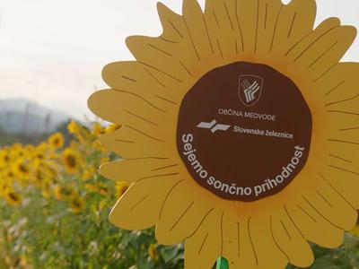 Ob progah širom Slovenije so se polja obarvala v rumeno