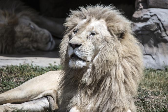 Lev, živalski vrt | Foto Thinkstock
