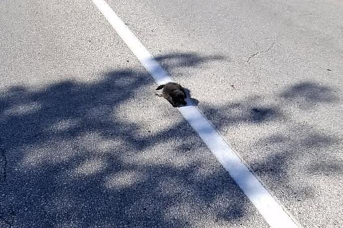 poškodovan mucek | Foto Facebook/Mačja hiša