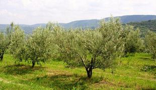 Visoko priznanje za slovensko olivno olje