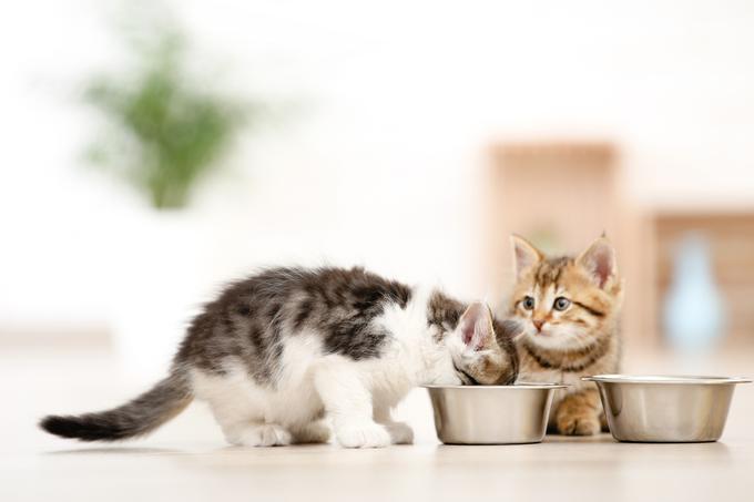 mucek, mladiček, mačja hrana | Foto: Shutterstock