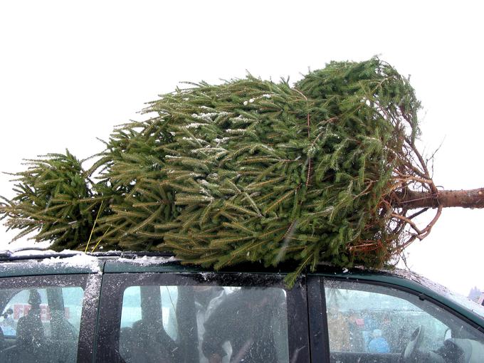 Če vrh smreke postavimo kot božično drevo, s tem ni nič narobe, trdi ekolog. | Foto: Thinkstock