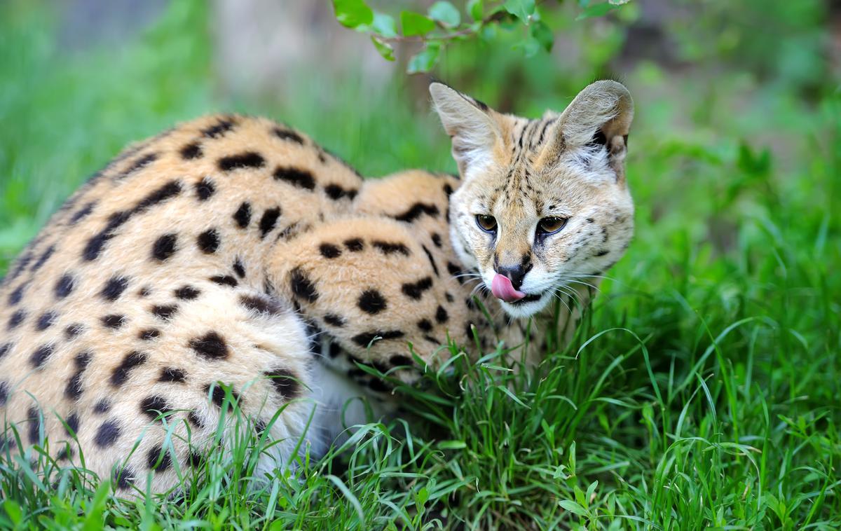 afriška divja mačka, serval | V vrtu imajo poleg pobegle samičke še dva servala. Vsi so po njegovih besedah udomačeni in nenevarni. | Foto Shutterstock