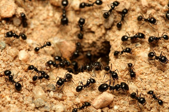Mravlje, mravljišče | Foto: Thinkstock