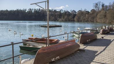 Jezero v bližini Ljubljane, ki ima 64 let in največ labodov pri nas
