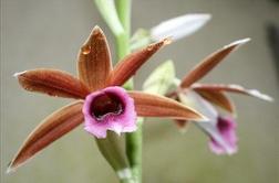 Orhideja, gvatemalska narodna cvetlica