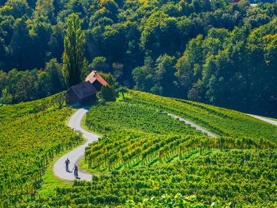 Kje boste letos okušali najboljša vina: vodič po vinskih dogodkih in praznikih