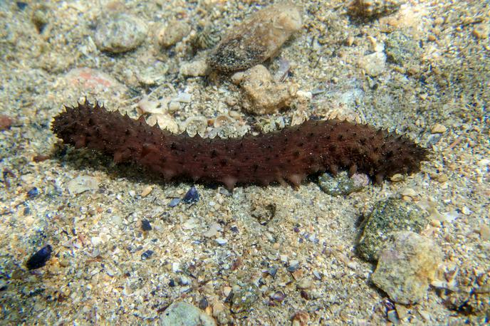 morska kumara, brizgač | Storilec je s svojim dejanjem kršil kar nekaj zakonov. Policija navaja, da je bil obtožen nezakonite trgovine z divjimi živalmi in nezakonitega ribolova – tega poleg kazenskega zakonika obravnava tudi zakon o varstvu narave in zakon o morskem ribištvu.  | Foto Shutterstock