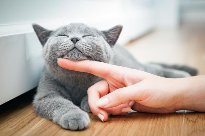 Mačka | Mačke so neverjetno čiste živali, kar je prijetna lastnost, zaradi katere so odlični ljubljenčki. | Foto Shutterstock