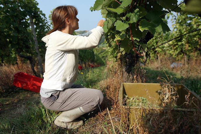 V kmetijski panogi potrebujejo 740 sezonskih delavcev