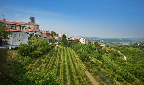 Nova svetovna priznanja za vina iz Goriških brd in Haloz