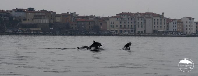 Delfini | Foto: Morigenos