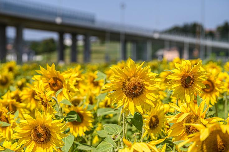 Slovenske železnice | Foto: Gašper Stopar/Občina Ivančna Gorica.