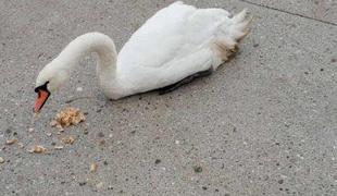 Labodko Oli preganjali v vodo: utrpela je hudo poškodbo