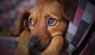 Alergija na pse: mnogim težave povzročajo le samci