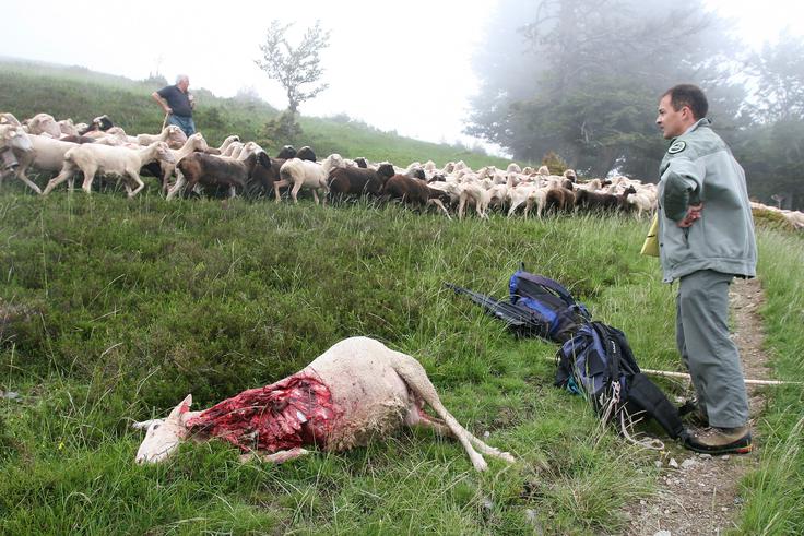 Ovce drobnica medved pokol Pireneji | Foto: Reuters