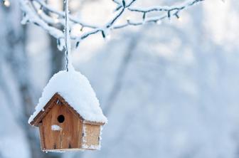 Izdelaj ptičjo hišico in pticam pomagaj prebroditi zimo