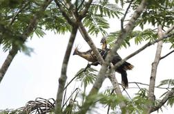 Črpanje nafte v pragozdni idili