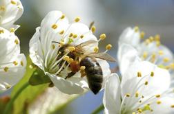 Kako ravnati ob piku čebele?