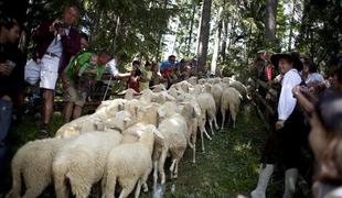 Video: Jezerske ovce so se vrnile s planin