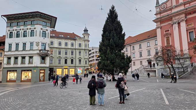 smreka, novoletna, Prešernov trg, 2024 | Foto: Peter Pahor