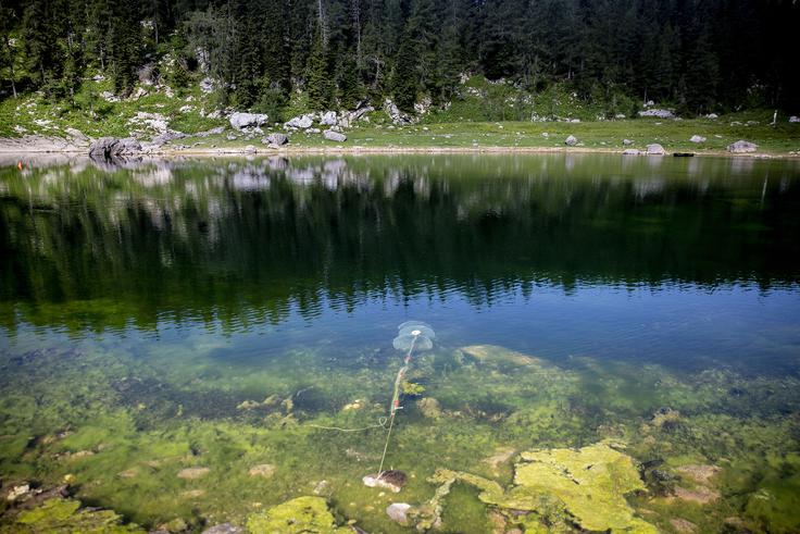 V Dvojnem jezeru je trenutno 40 ribiških mrež.  | Foto: Ana Kovač