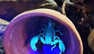 V Celju prvič pozdravili naraščaj orjaškega azijskega škorpijona