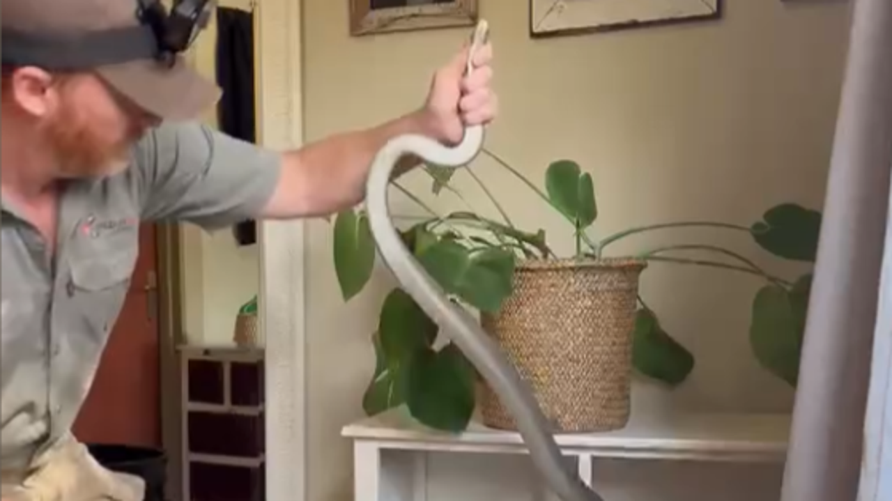 Prizor, ki zmrazi: v omari se je več tednov skrivala črna mamba #video