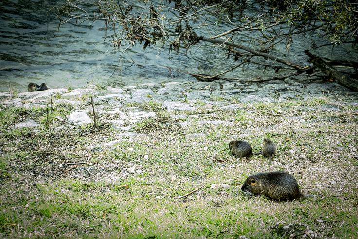 Vsaka samica ima v povprečju pet mladičev, letno pa dve ali celo tri legla. | Foto: Ana Kovač