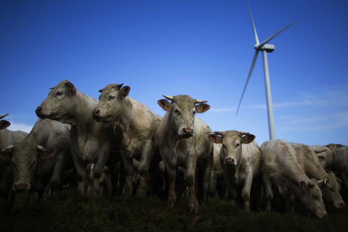 krave živina | Kot so Zeleni/EFA objavili na svoji spletni strani, so za ustanovitev preiskovalnega odbora dobili podporo 223 od zahtevanih 183 poslancev. | Foto Reuters