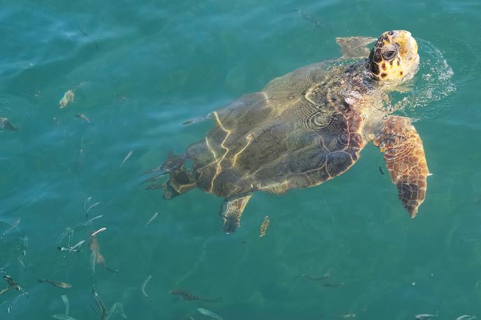 želva | Približno 52 odstotkov želv je že pojedlo plastiko. | Foto Reuters