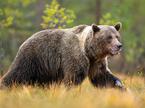 medved, rjavi medved, ursus ursus