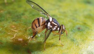 V bližini Slovenije potrdili tujerodno orientalsko plodovo muho