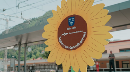 Sončnice ob progah tudi v Bohinju, Celju in Laškem