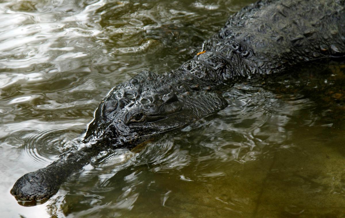 krokodil | Oblasti so še svetovale prebivalcem, naj se raje zadržujejo v zaprtih prostorih. | Foto Reuters