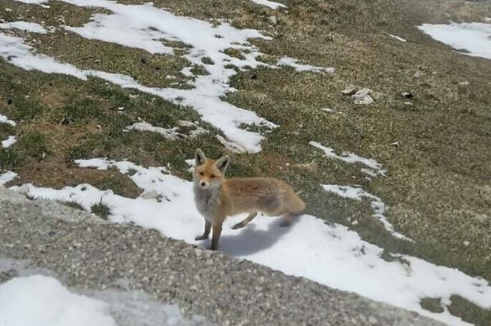 žival, lisica, Kredarica | Lisička ni bila videti pretirano plašna. | Foto Arso vreme