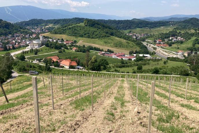 Vinograd Maribor Košaki | Trsje je že gnalo in imelo približno deset centimetrov dolge mladike, posadili so jih namreč 12. maja. | Foto Matjaž Mak