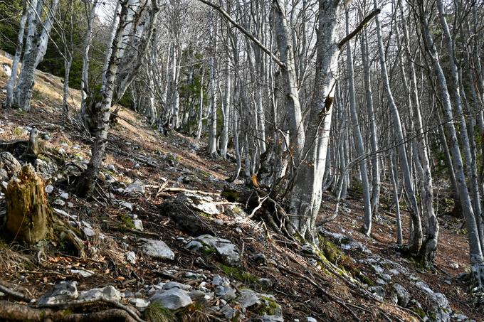 Vzpon po "desni" poti, imenovani tudi "skozi Ježo", na Tolsti vrh. | Foto: Matej Podgoršek